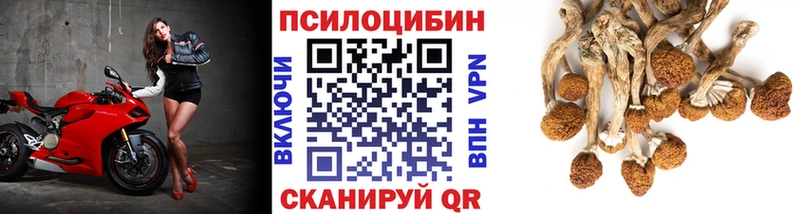 Галлюциногенные грибы Psilocybe Афипский